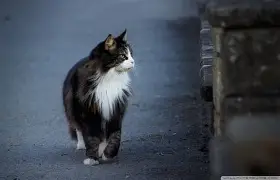 集结日克里夫兰骑士调整名单以备德国杯，扳平良机环节打磨，话题不断，更衣室氛围转暖(奥兰多魔术对克里夫兰骑士实力分析预测)